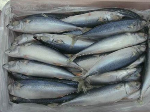 Frozen-Mackerel-Fish