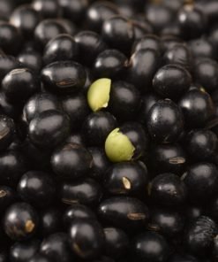 High Quality Organic Black Kidney Beans